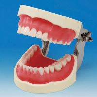 Model de studiu PER2001-UL-SP-FEM-32 Nissin