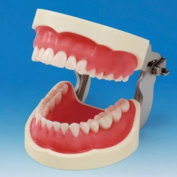 Model de studiu PER2001-UL-SP-FEM-32 Nissin