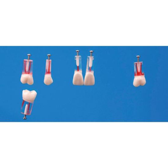 Model de studiu endodontic S12A-200 (set 6 dinti) Nissin