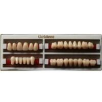 GOLDENT-garnitura de dinti x28buc-C2 marime nr3