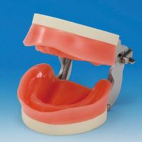 Model de studiu cu articulator Soft Gingiva Edentulous DP- EDE1002-UL-UP-DPM