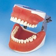 Model de studiu SUG1003-UL-SP-FEM-28 Nissin